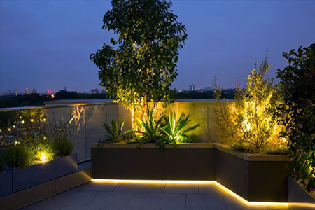 Ljusslinga & ljuslist odling trädgård